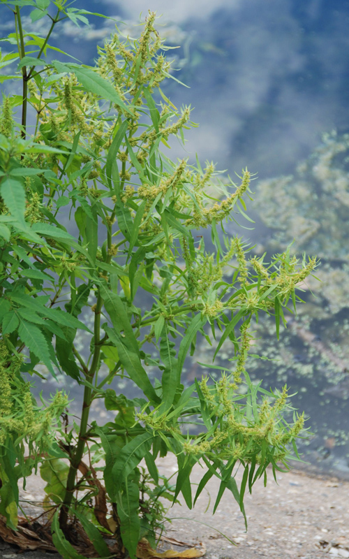 Изображение особи Rumex maritimus.