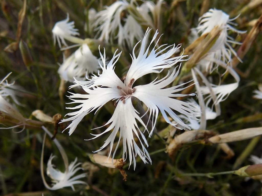 Изображение особи Dianthus arenarius.