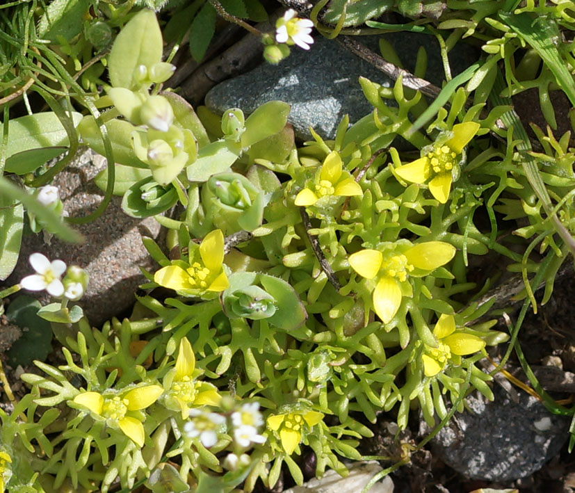 Изображение особи Ceratocephala orthoceras.