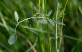 Cardamine dentata