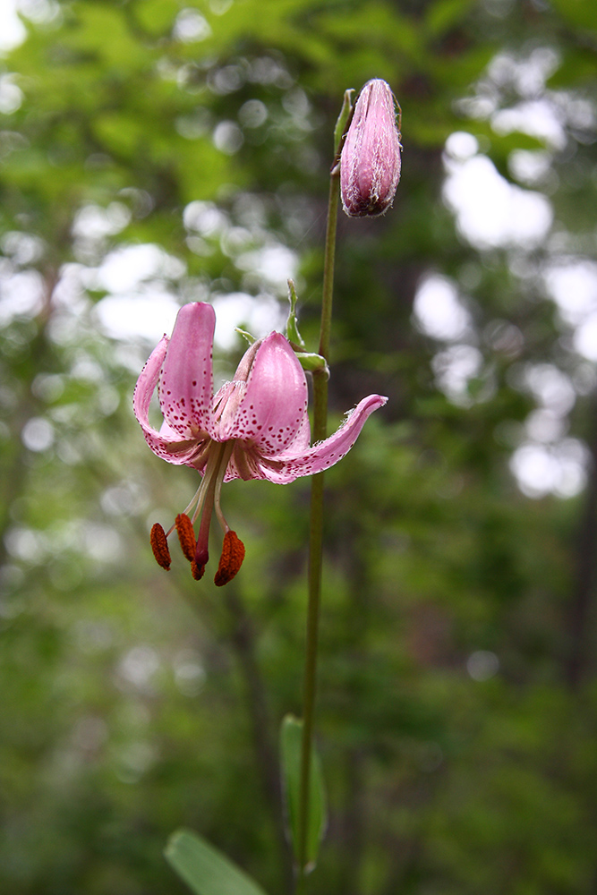 Image of Lilium pilosiusculum specimen.