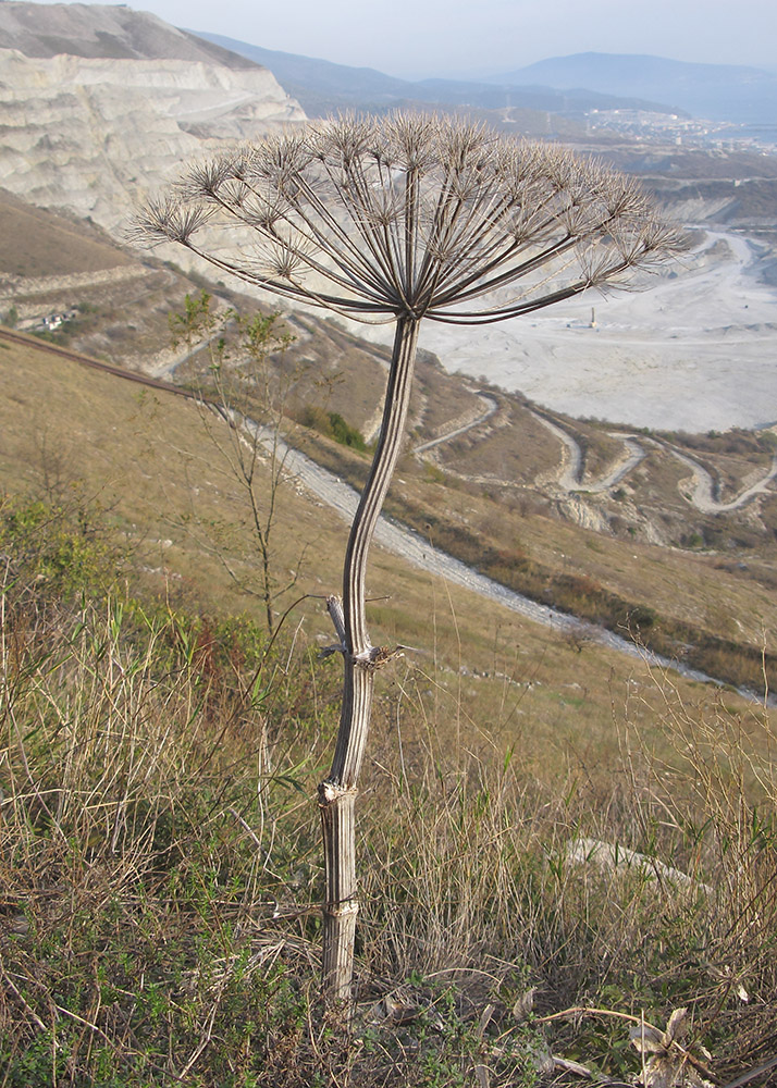 Image of Heracleum stevenii specimen.