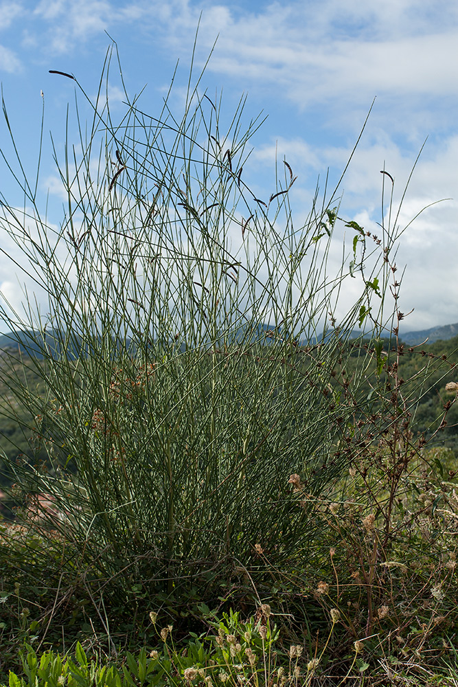 Image of Spartium junceum specimen.