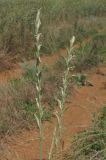 Elytrigia obtusiflora. Соцветия. Западный Крым, южный берег оз. Кызыл-Яр. 9 июля 2015 г.