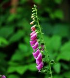 Digitalis purpurea. Верхушка цветущего растения. Московская обл., Раменский р-н, окр. дер. Хрипань, садовый участок. 30.06.2015.
