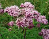 Eupatorium