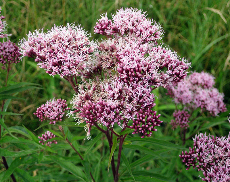 Изображение особи Eupatorium cannabinum.