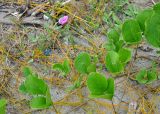 Canavalia maritima. Верхушка цветущего растения. Андаманские острова, остров Северный Андаман, окр. г. Диглипур, песчаный пляж. Вокруг видны желтые побеги Cassytha filiformis. 09.01.2015.