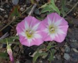 Convolvulus arvensis