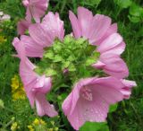 Malva moschata