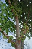 Ficus variegata. Часть ствола с соплодиями. Таиланд, остров Тао, в поселке. 28.06.2013.