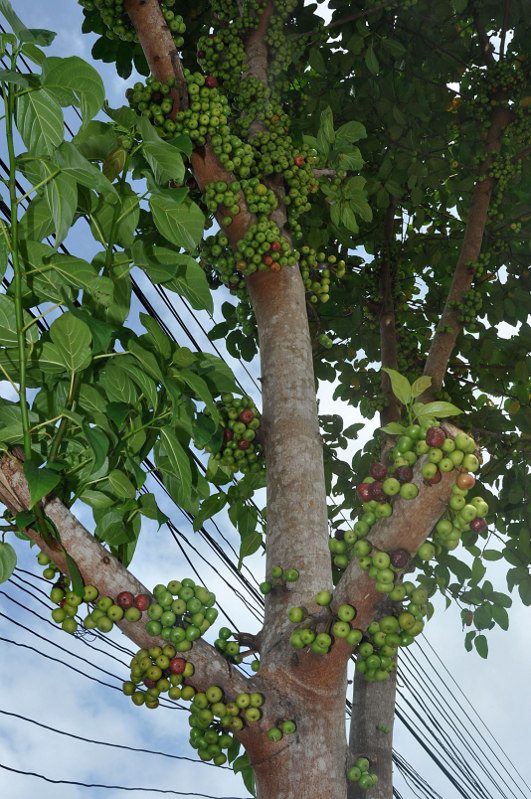 Image of Ficus variegata specimen.
