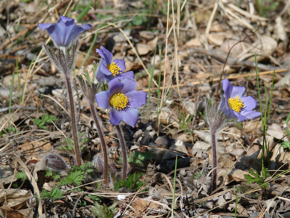 Изображение особи Pulsatilla regeliana.