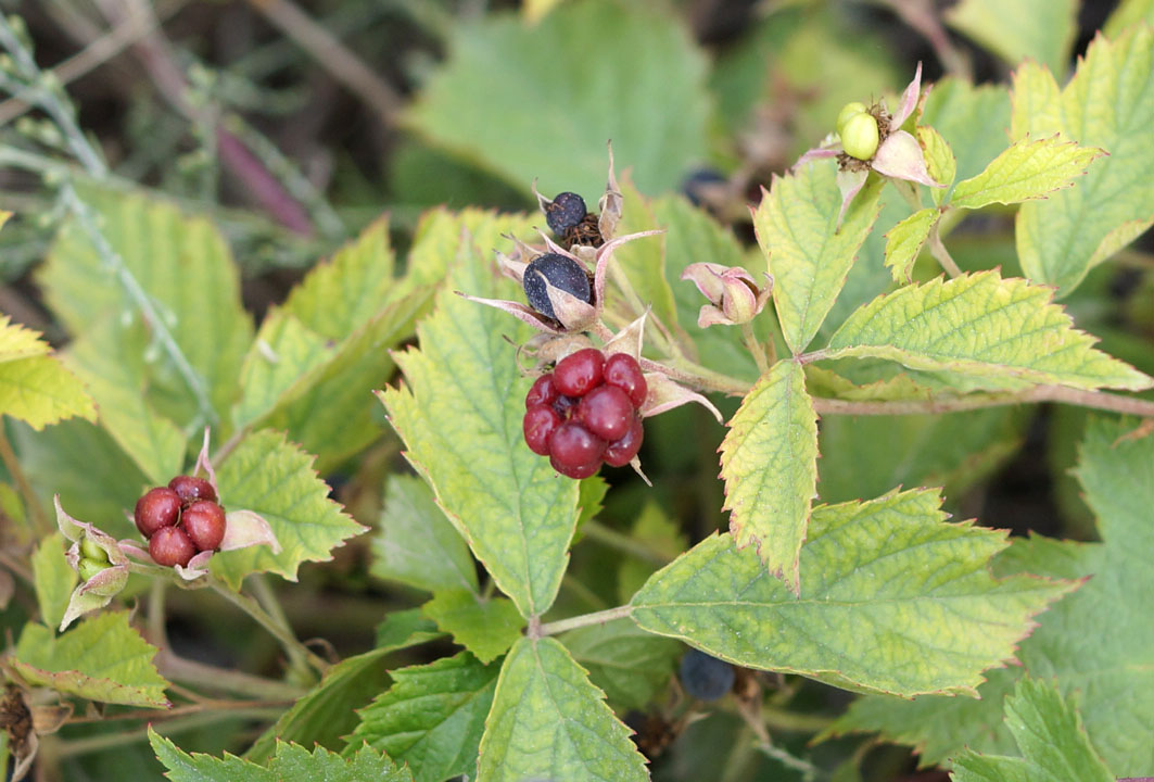 Изображение особи Rubus caesius.