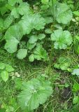 Geum macrophyllum. Прикорневая розетка листьев. Томск, парк \"Университетская роща\". 07.07.2009.