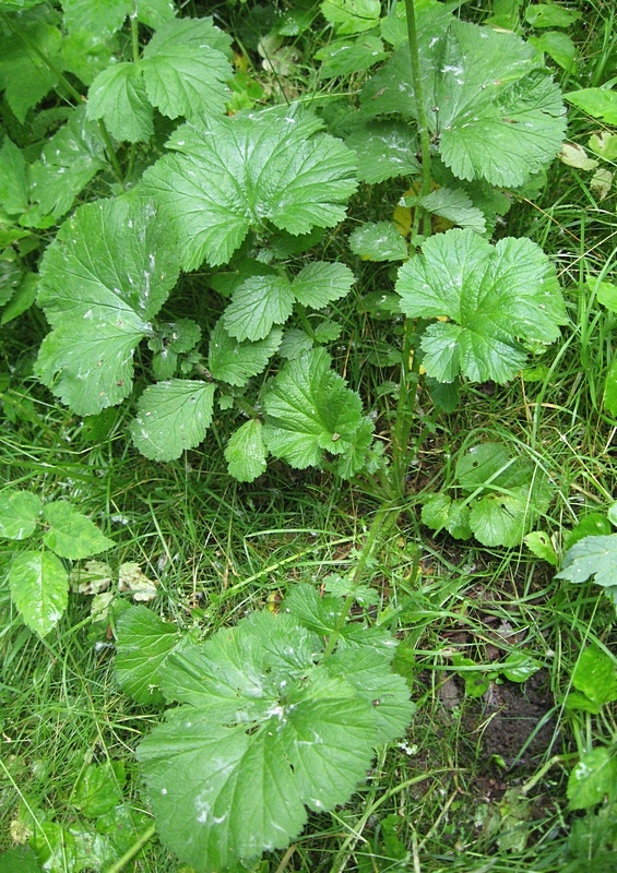 Image of Geum macrophyllum specimen.