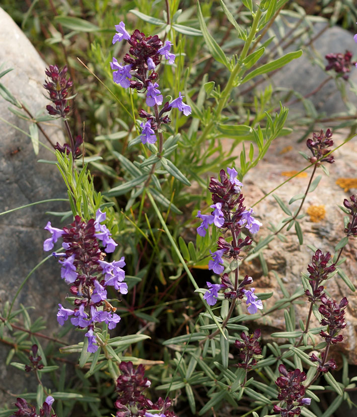 Image of Dracocephalum integrifolium specimen.