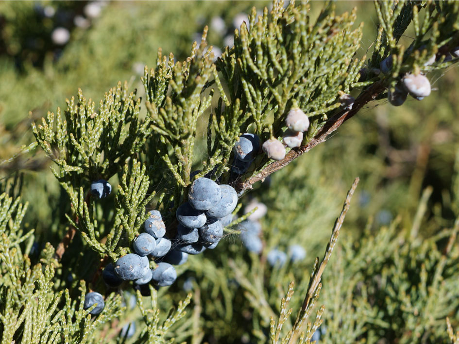 Image of Juniperus sabina specimen.