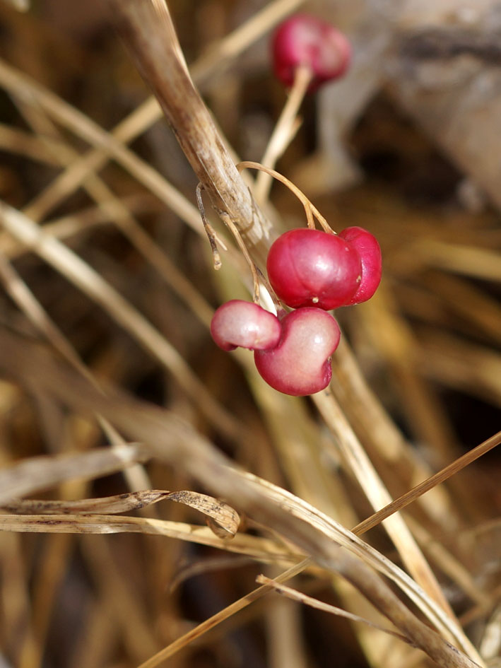 Image of Polygonatum sewerzowii specimen.