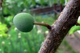 Prunus domestica