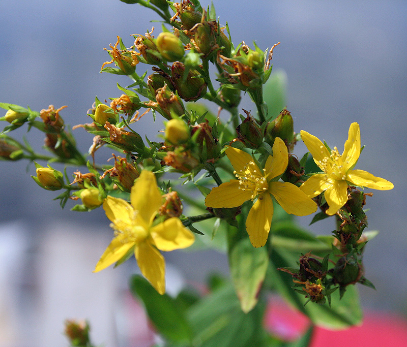 Изображение особи Hypericum tetrapterum.