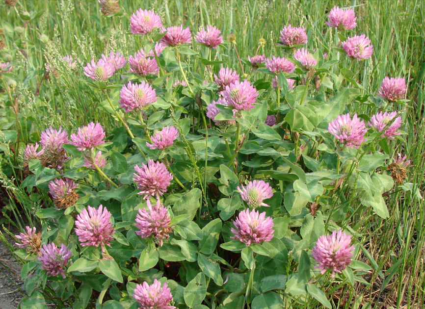 Изображение особи Trifolium pratense.