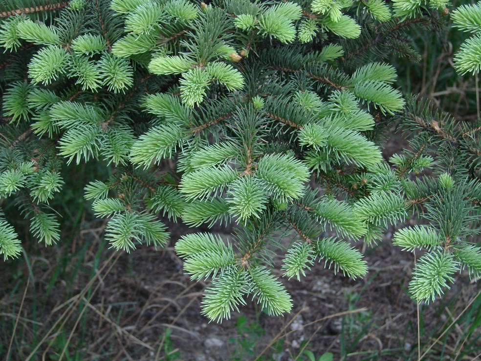 Image of Picea pungens specimen.