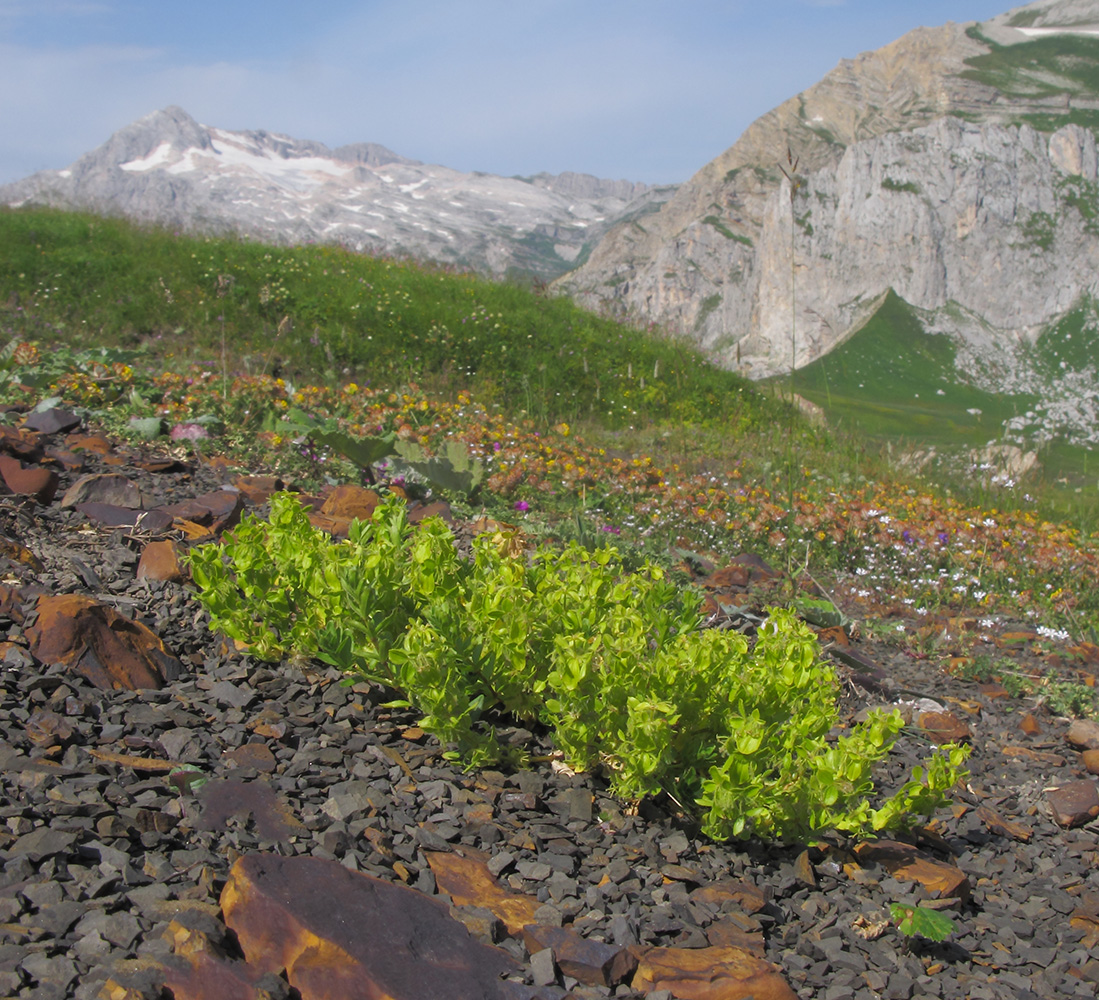 Изображение особи Cruciata laevipes.