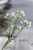 Cardamine dentata
