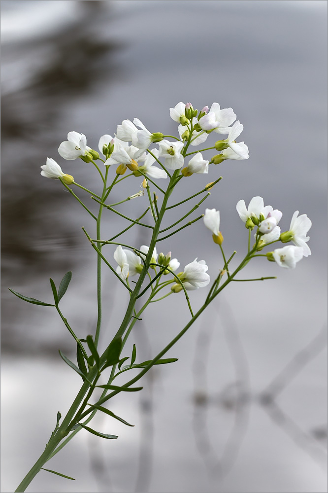 Изображение особи Cardamine dentata.