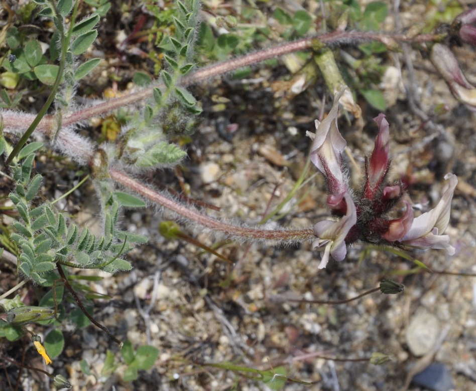 Image of Astragalus suberosus ssp. haarbachii specimen.