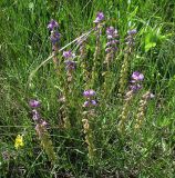 Polygala cretacea. Цветущее растение. Белгородская обл., Губкинский р-н, запов. «Белогорье», Ямская степь. 11 июня 2009 г.