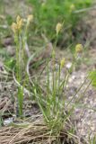 Carex michelii
