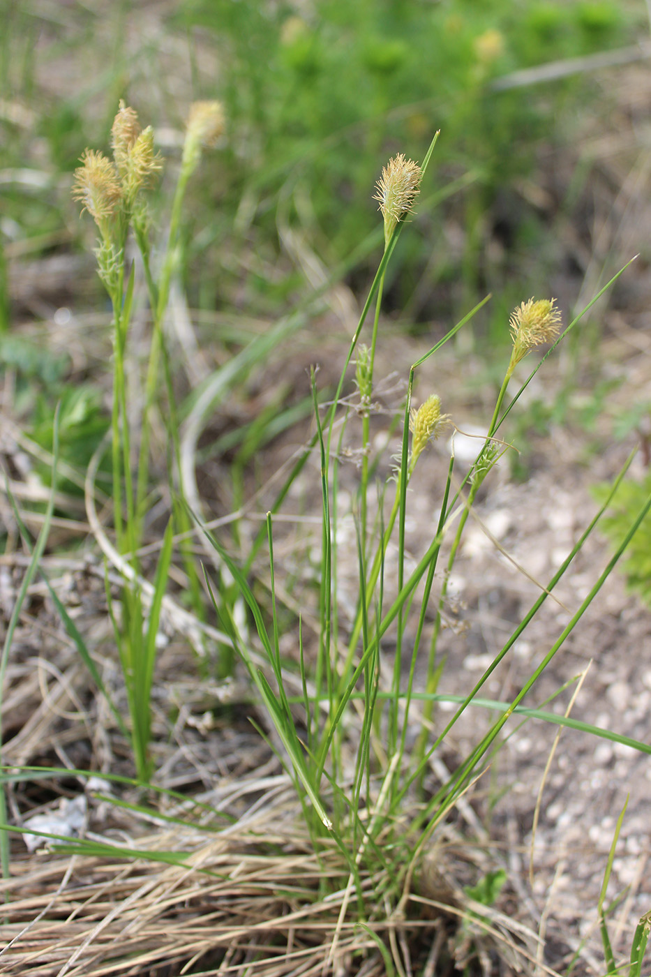 Изображение особи Carex michelii.