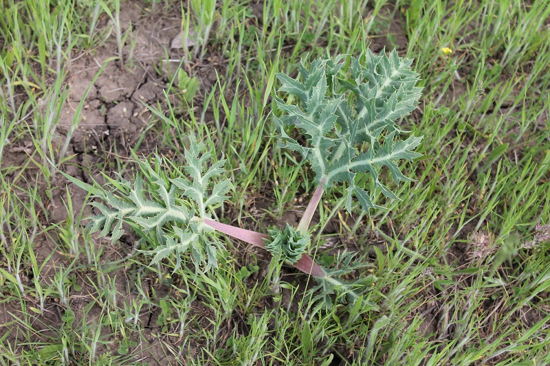 Изображение особи Eryngium campestre.