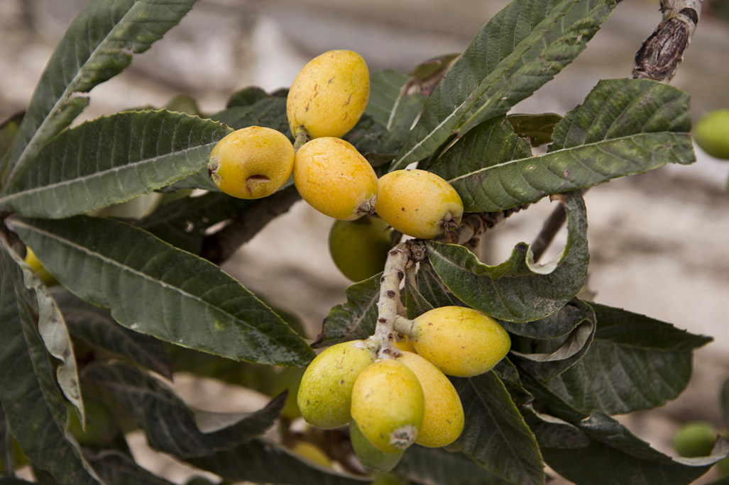 Image of Eriobotrya japonica specimen.