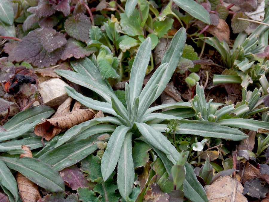 Image of Xeranthemum cylindraceum specimen.