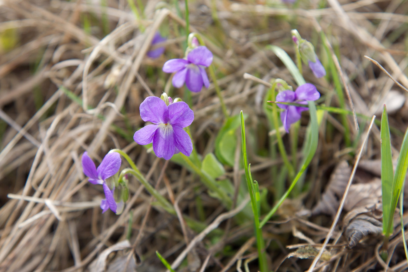 Изображение особи Viola hirta.