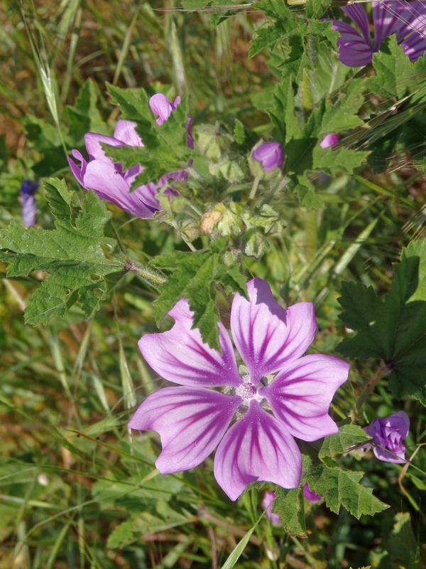 Image of Malva sylvestris specimen.