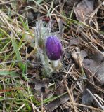 genus Pulsatilla. Зацветающее растение. Республика Горный Алтай, Усть-Коксинский р-н, окр. деревни Тюнгур, склон горы Верблюжонок. 12 апреля 2016 г.