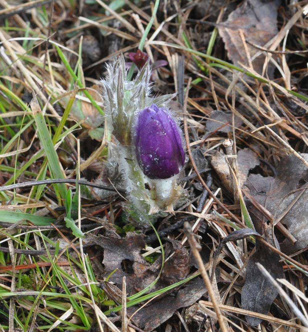 Image of genus Pulsatilla specimen.