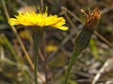 Scorzoneroides autumnalis