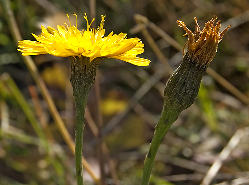 Изображение особи Scorzoneroides autumnalis.