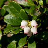 Arctostaphylos uva-ursi. Верхушка побега с соцветием. Финляндия, Хельсинки, Каллахти, сосновый бор на озовой гряде. 21 мая 2016 г.