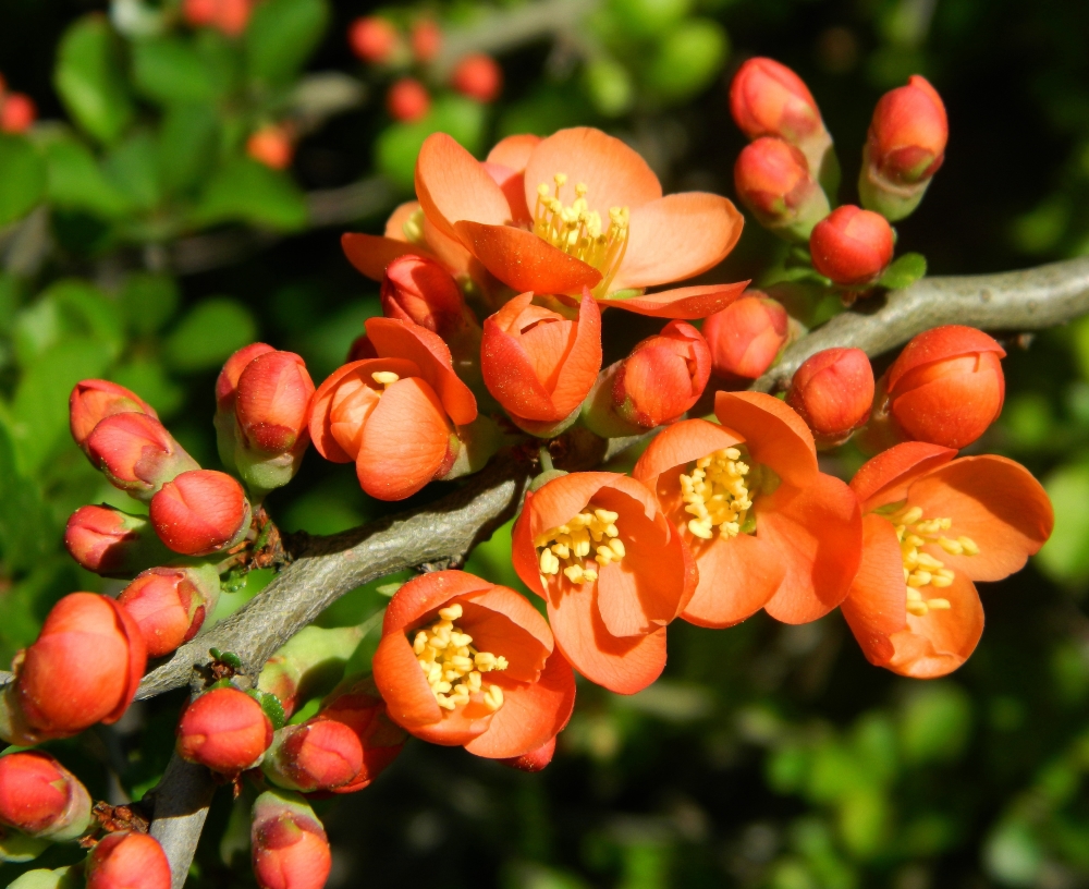 Image of Chaenomeles japonica specimen.