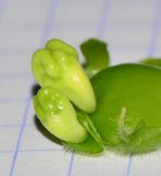 Image of taxon representative. Author is Татьяна Мальчинская