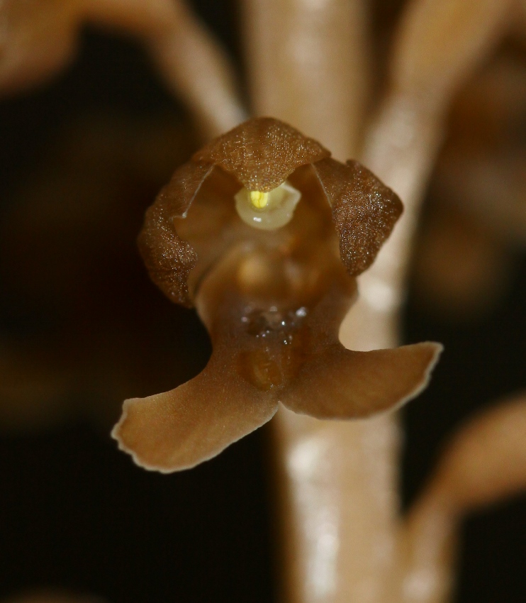 Image of Neottia papilligera specimen.
