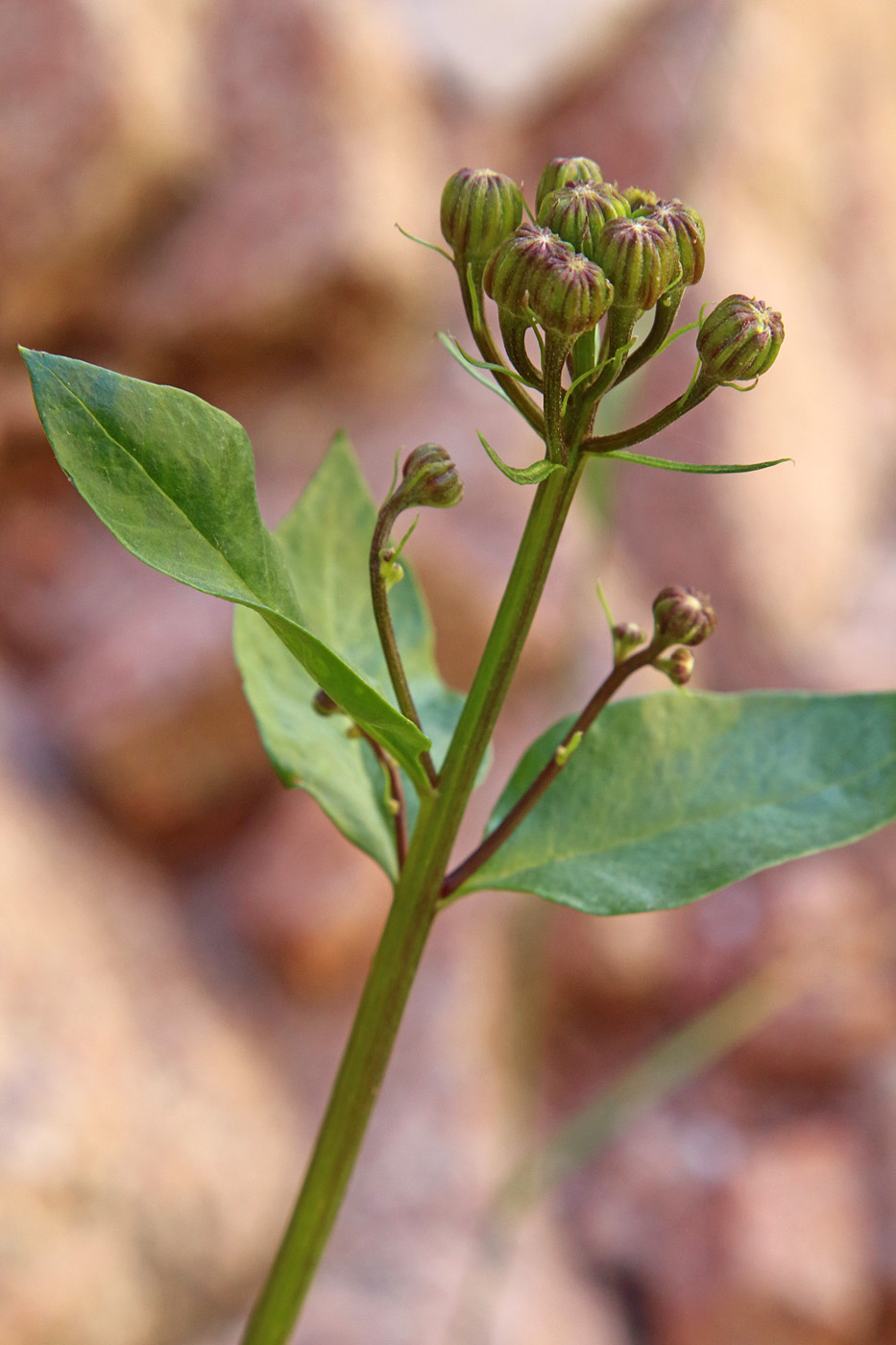 Изображение особи Senecio racemulifer.