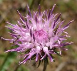 Jurinea pseudocyanoides