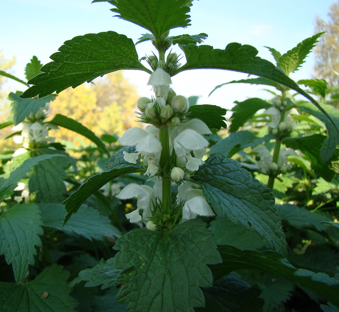 Image of Lamium album specimen.